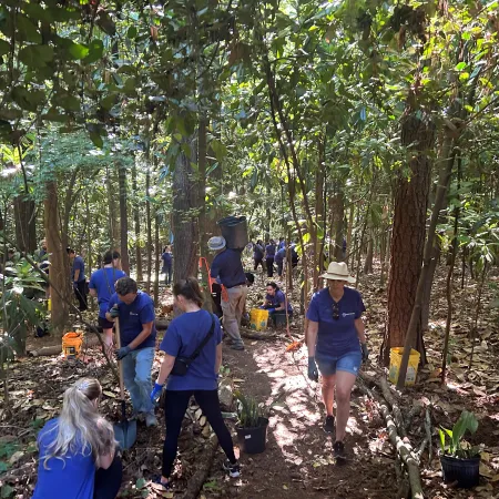 Volunteers in blue shirts planting trees and cleaning a forest trail on a sunny day with dense greenery.