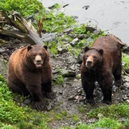 a group of bears in a zoo exhibit