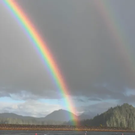 a rainbow over a forest