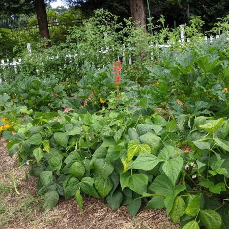 a garden with plants and flowers