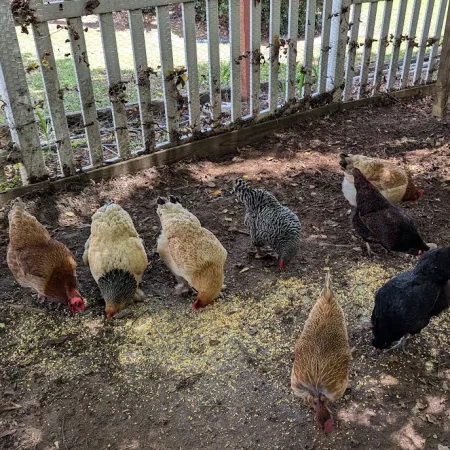 a group of chickens in a fenced in area