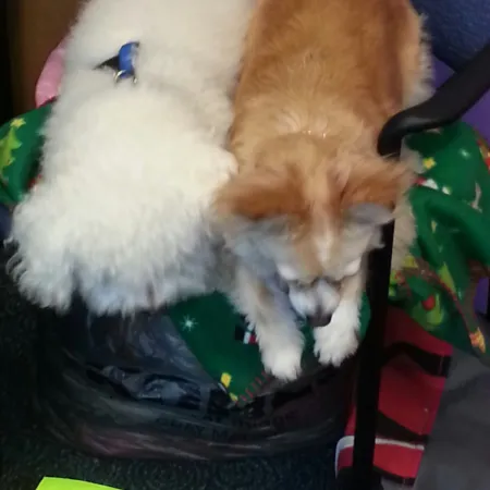 a cat sleeping on a stuffed animal