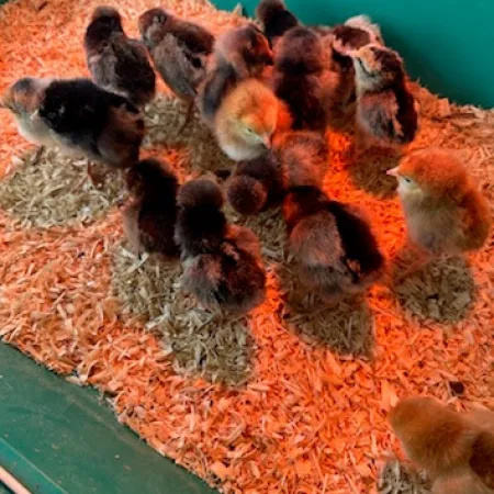 a group of baby chickens