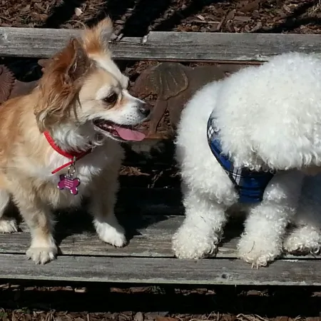 two dogs sitting on a bench