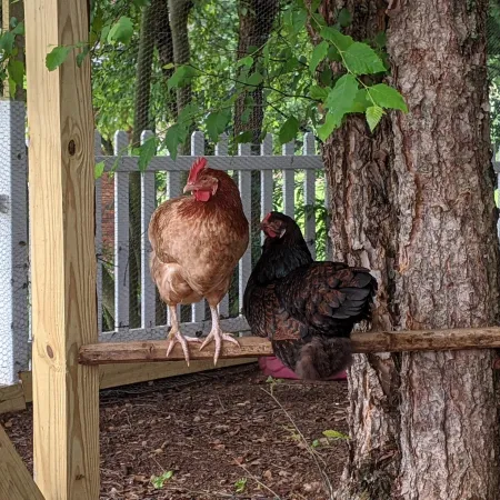 a group of chickens in a fenced in area