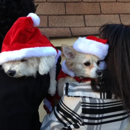 a person holding a dog