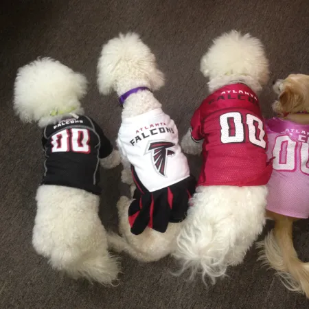 a group of dogs wearing sweaters