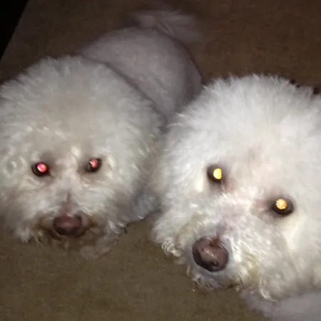 a couple of dogs lying on the floor
