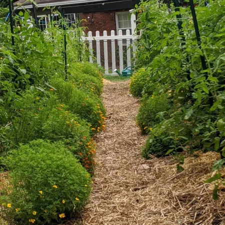 a yard with a fence and plants
