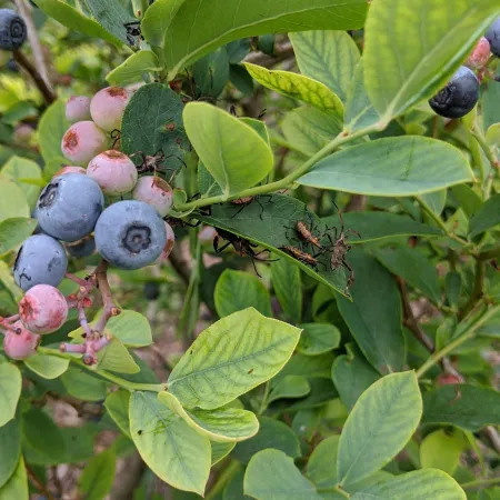a group of berries on a tree