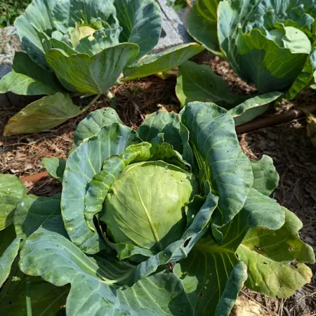 a group of plants with leaves