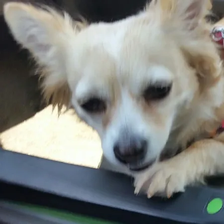 a dog lying on a laptop