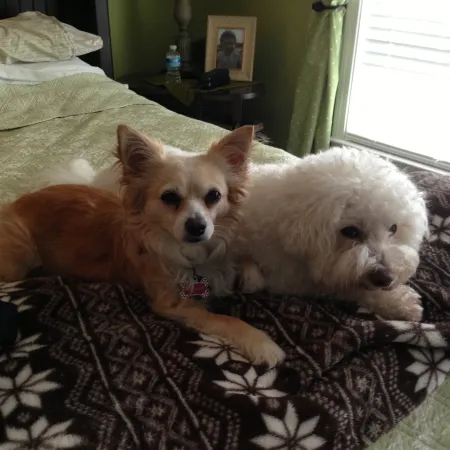 two dogs lying on a bed