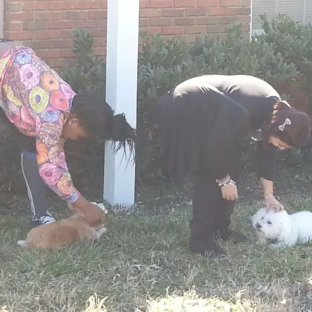 a group of dogs in a yard