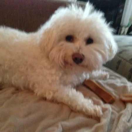 a dog lying on a couch