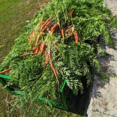 a bunch of carrots