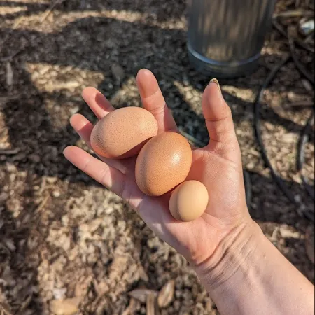 a hand holding a cracked egg
