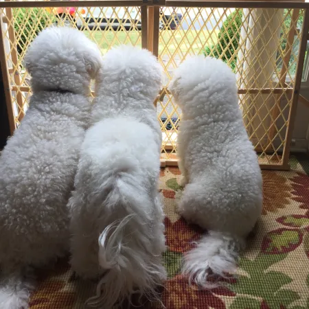 a group of fluffy white dogs