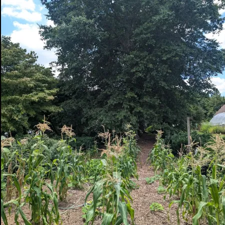 a garden with trees in the background
