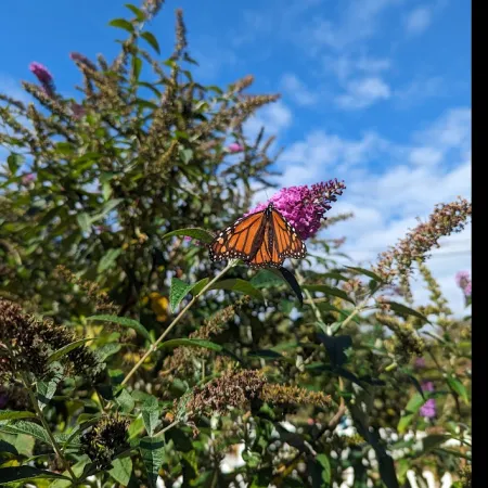 a butterfly on a flower