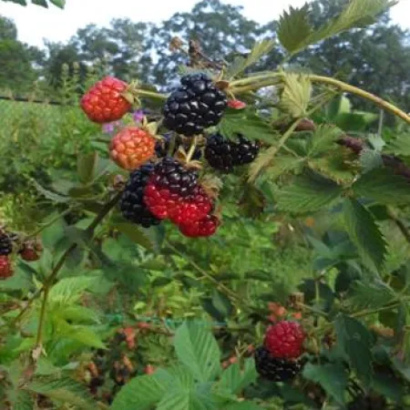 a group of berries on a bush