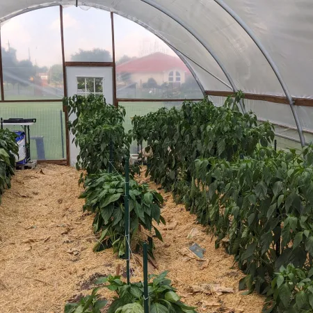 a greenhouse with plants