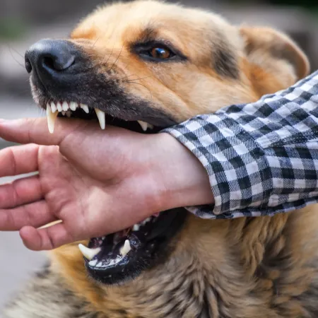 German shepherd biting a person's arm wearing a checkered shirt showing aggression in an outdoor setting