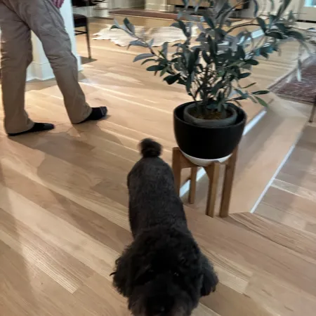 Black poodle walking on light wood floor near potted plant and person wearing beige pants indoors.