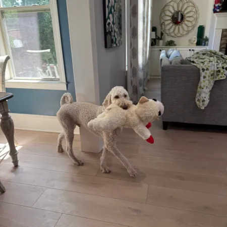 Curly beige dog carrying a large stuffed animal toy in a cozy living room with wooden floors and natural light.