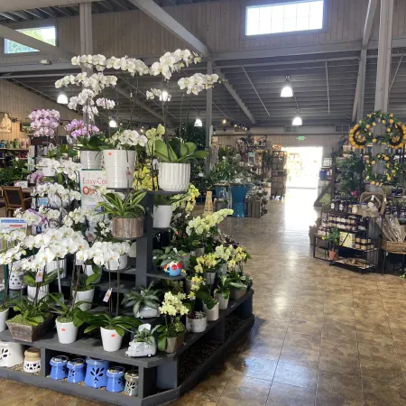 Bright flower shop interior with orchids and plants displayed on grey tiered shelves under high wood-beam ceiling.