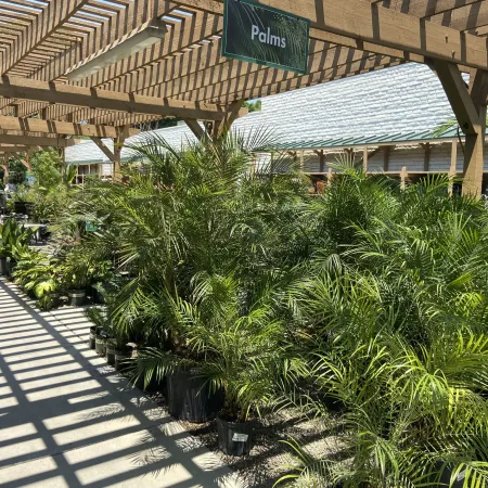 Lush green palm plants in black pots displayed under wooden pergola with sunlight and shadows.