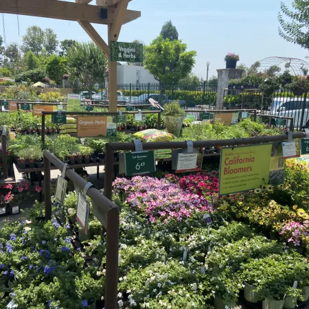 Outdoor nursery display with colorful flowering plants and herbs under a wooden pergola on a sunny day.