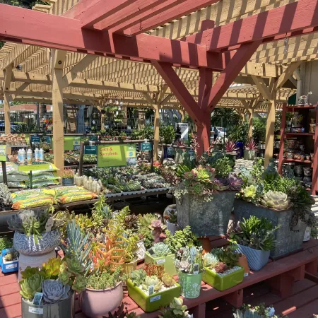 Outdoor garden center display with various potted cacti and succulents under wooden pergolas on a sunny day