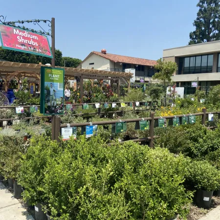 Outdoor garden center with rows of medium shrubs for sale under sunny blue sky near buildings.