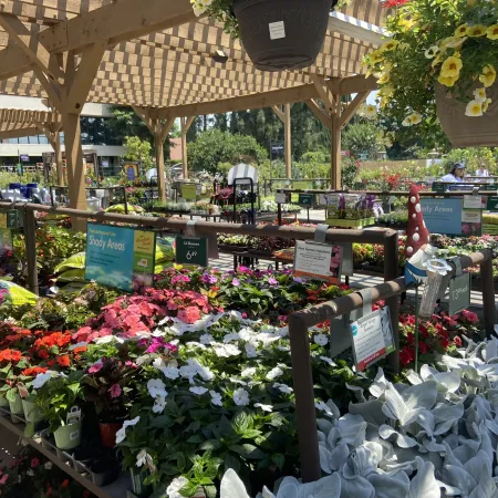 Outdoor garden center with colorful flowering plants under wooden pergola and hanging baskets in sunlight