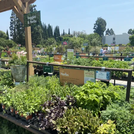 Outdoor garden center with various potted herbs and vegetable plants displayed under a sunny sky.