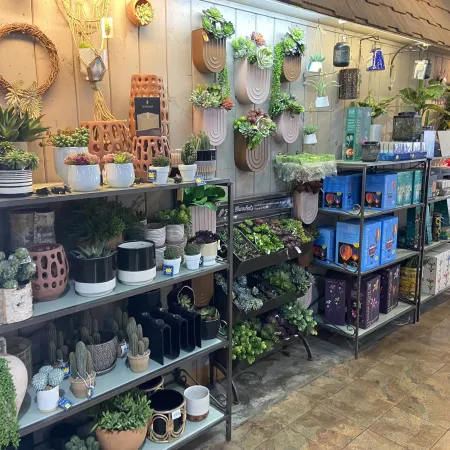Indoor garden shop shelves displaying various potted succulents, cacti, and decorative plant accessories