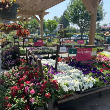 Outdoor garden center with vibrant colorful flowers arranged under a wooden pergola on a sunny day