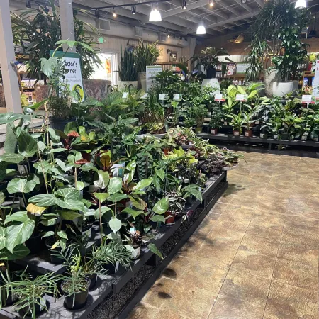 Indoor garden center with various potted green plants displayed on black shelves and tiled floor.