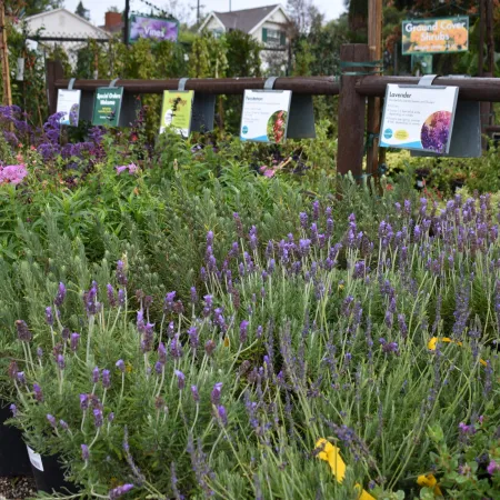 Rows of lavender and other flowering plants in pots displayed at a garden nursery with informational signs.