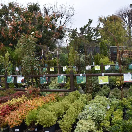 Display of various low shrubs in pots with informational signs at a garden center or nursery outdoors on an overcast day.