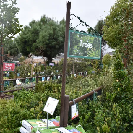 Outdoor garden center section with various trees and shrubs labeled with signs and bags of soil on the ground.