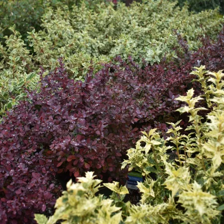 Dense clusters of variegated and purple foliage plants creating a vibrant garden bed with textured leaves.