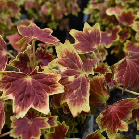 Close-up of red and yellow variegated leaves with serrated edges in a garden setting.