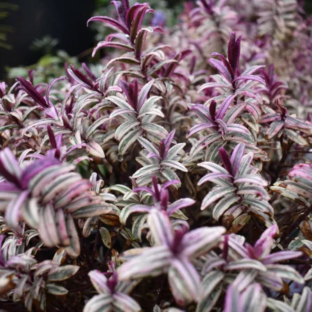 Cluster of purple and white striped leaves with pointed tips in a dense garden setting.
