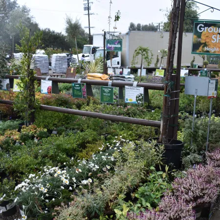Outdoor nursery section with various potted ground cover shrubs and perennial plants under signage on a cloudy day.
