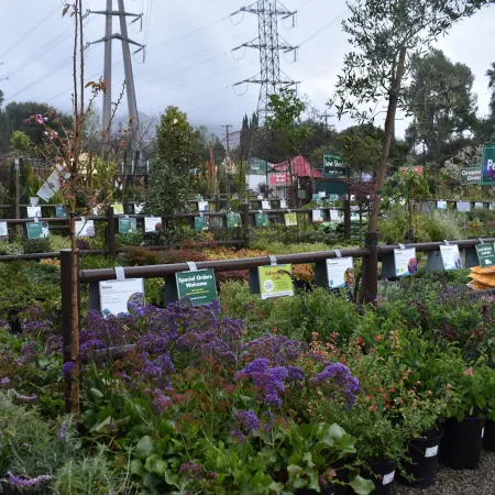 Outdoor plant nursery with various flowering plants in pots and informational signs on a cloudy day.