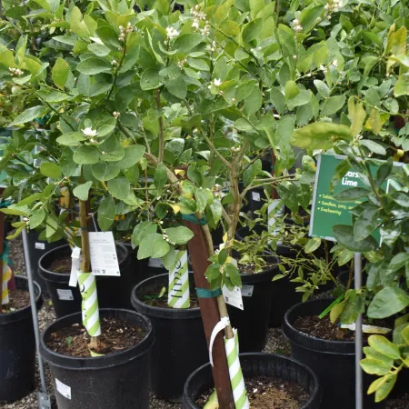Potted seedless lime trees with green leaves and white flowers for sale in a nursery.