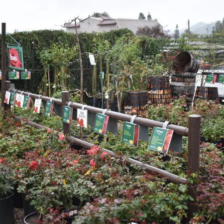 Outdoor nursery section with rows of potted rose plants and informational signs on wooden fences under cloudy sky.