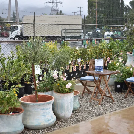 Outdoor garden center display with potted plants, flowering shrubs, and wooden chairs on a rainy day.